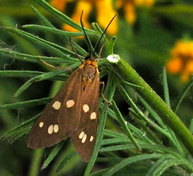 Dysauxes punctata